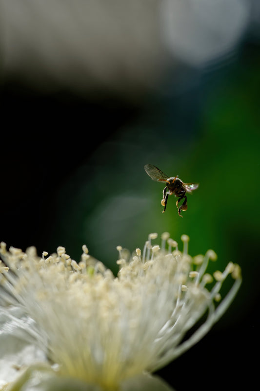 ハリナシバチの秘密